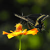 Black Swallowtail