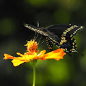 Black Swallowtail