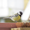 Great tit