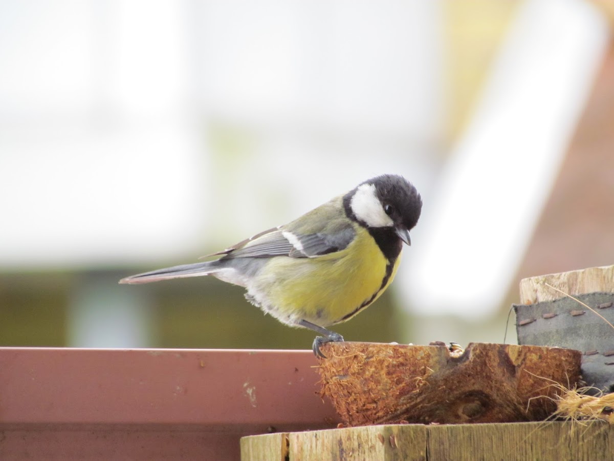 Great tit