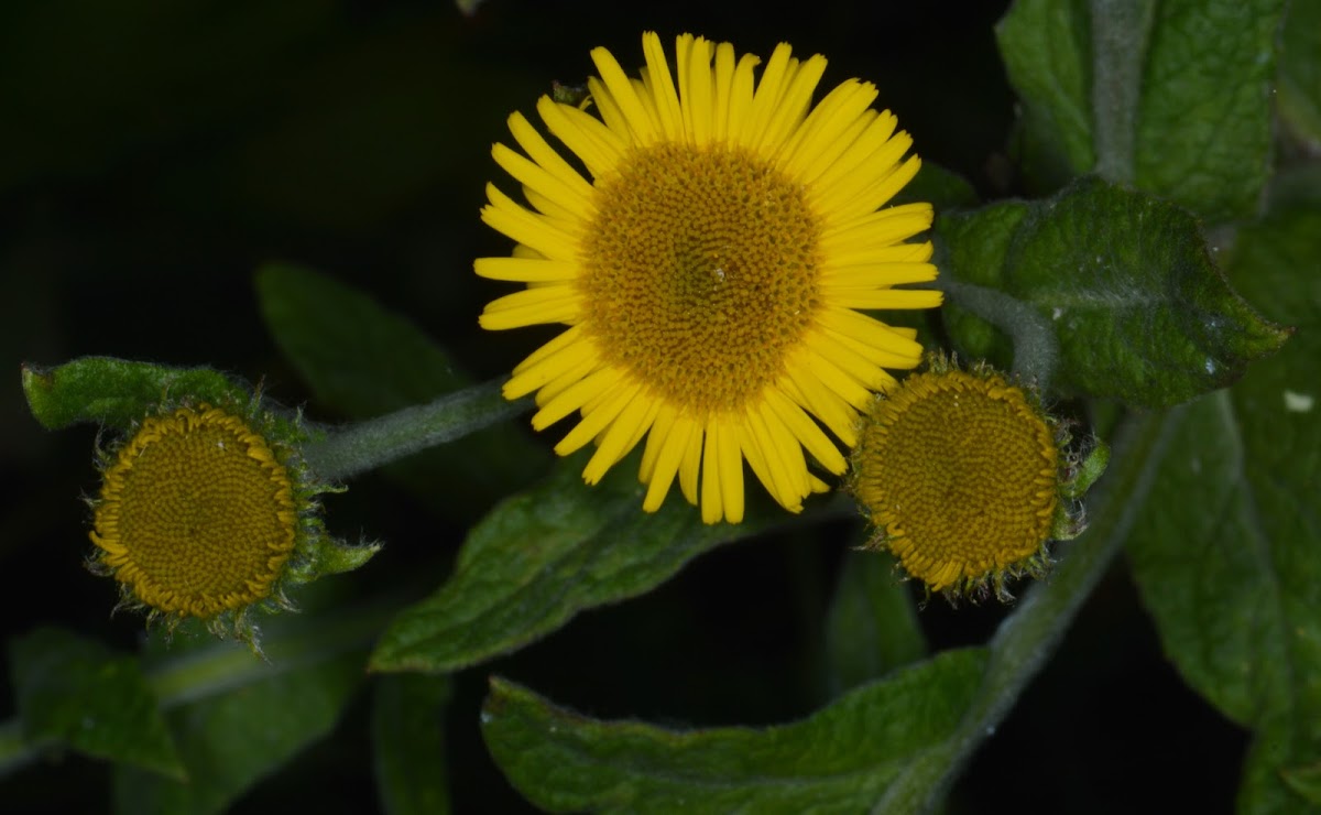 Common Fleabane