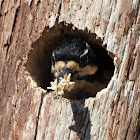 Hairy woodpecker