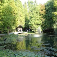 菁芳園 Tenway Garden／花園餐廳／落羽松