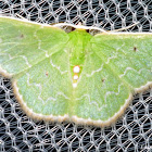 Emerald Moth