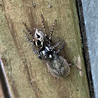 Twinflagged Jumping Spider