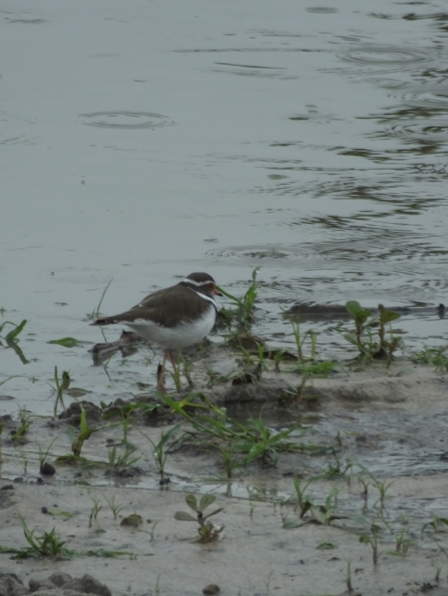 common ringed plover