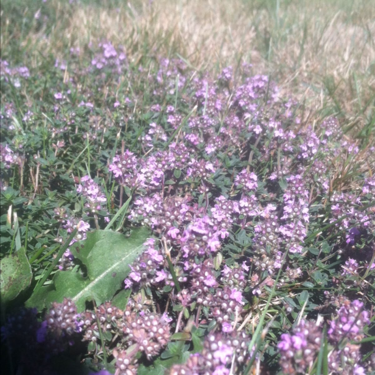 Wild Oregano