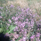 Wild Oregano