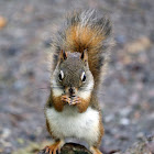 American Red Squirrel