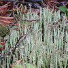 Frosted Cladonia