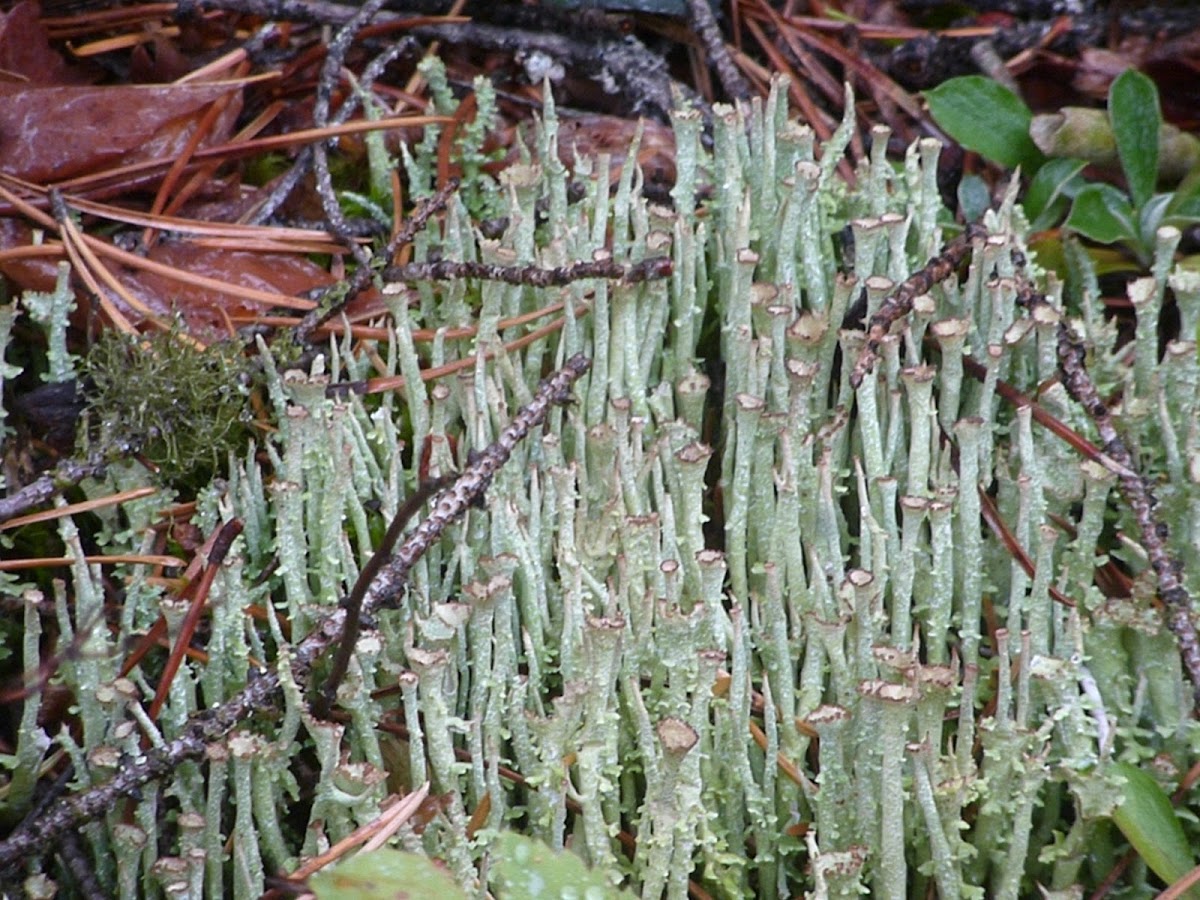 Frosted Cladonia