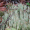 Frosted Cladonia