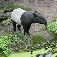 TDH 貓茶町下午茶