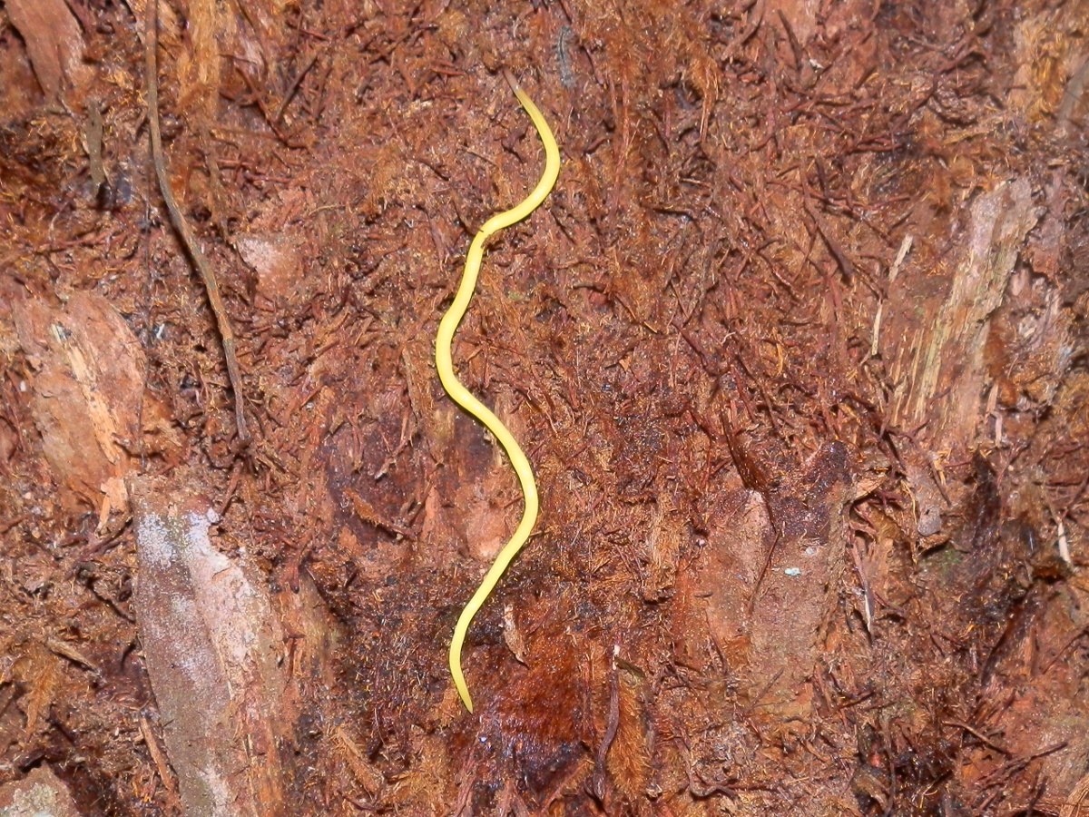 Canary Worm