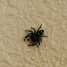 jumping spider