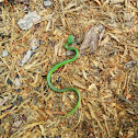 Philippine Pit Viper