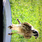 American Kestrel