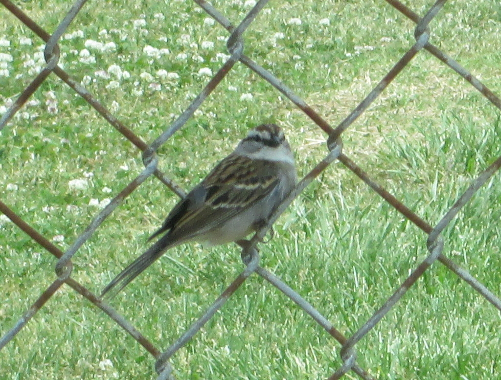 Chipping Sparrow