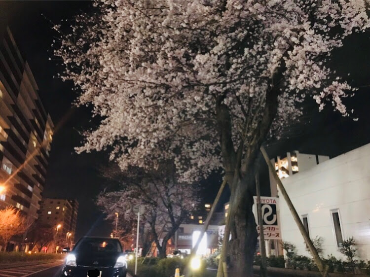 プリウスのNHW20・夜桜・夜桜コラボに関するカスタム事例の投稿画像1枚目