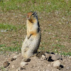 Prairie Dog