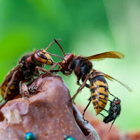 La mosca attacca il Calabrone! di 