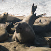 Elephant seal