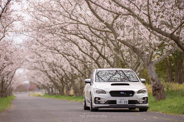 レヴォーグの桜と愛車・桜のトンネル・リベンジ成功・佐賀空港桜ロード・SIGMA Artに関するカスタム事例の投稿画像3枚目