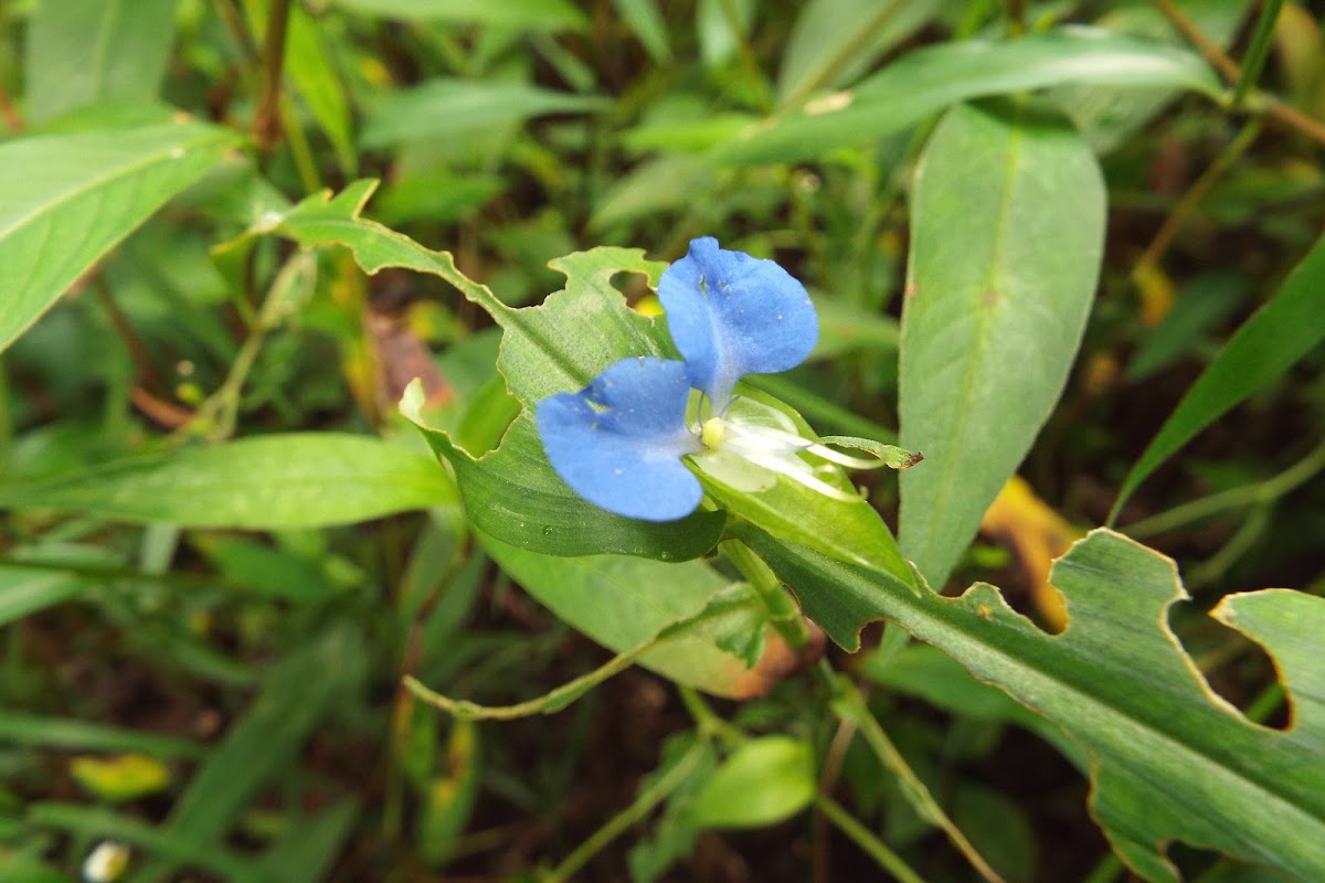 Asiatic dayflower