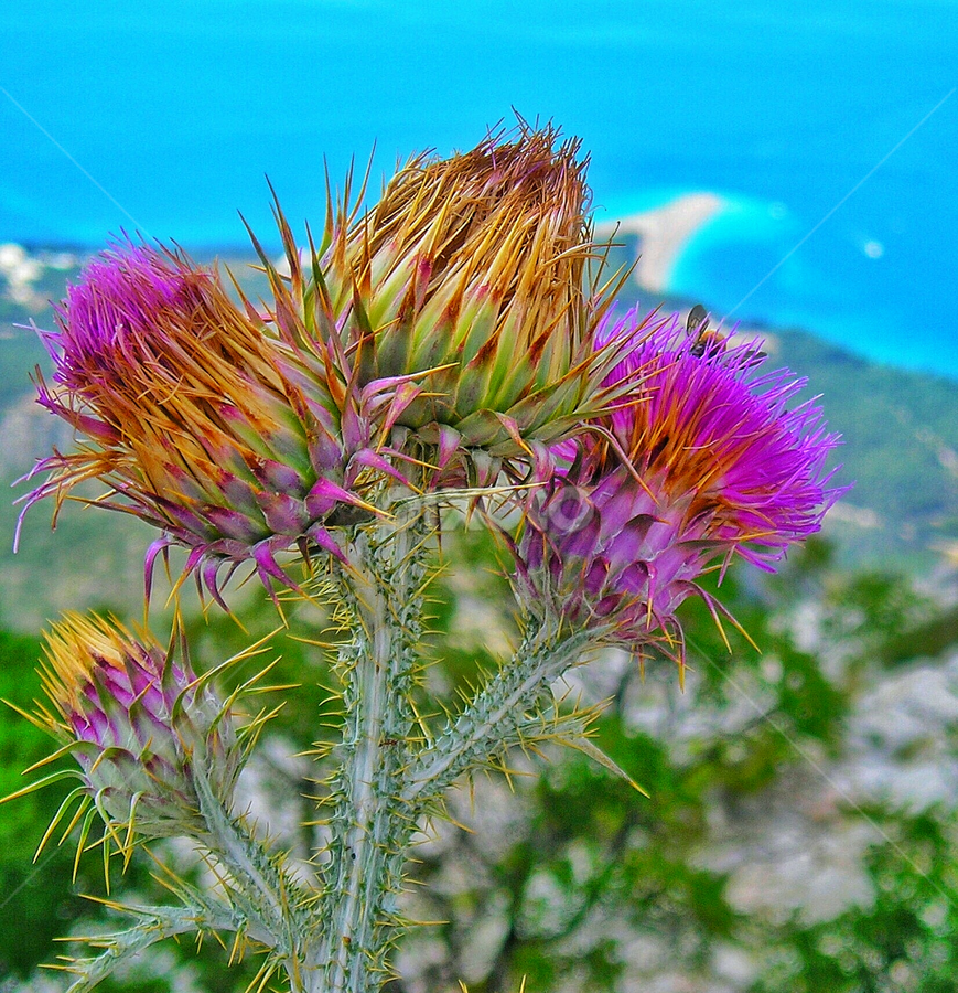 Flower with bees above the beach Zlatni rat by Davor Seginj - Flowers Flowers in the Wild