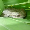 Cuban Tree Frog