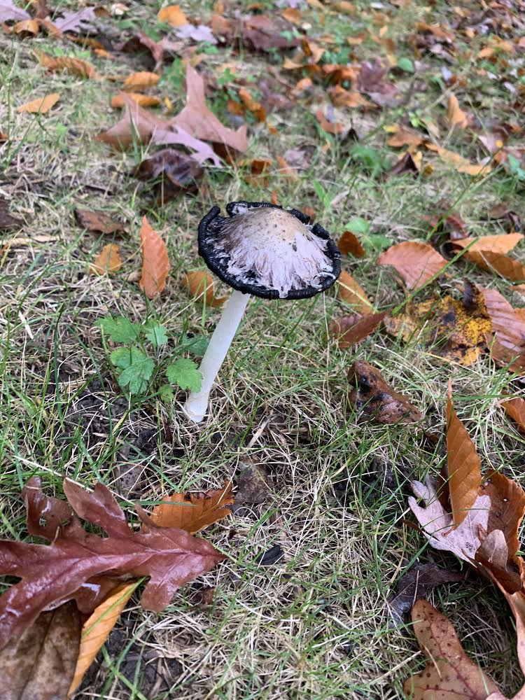 Ink cap