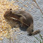 Golden-mantled Ground Squirrel