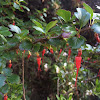 Fuchsia-Flowered Gooseberry