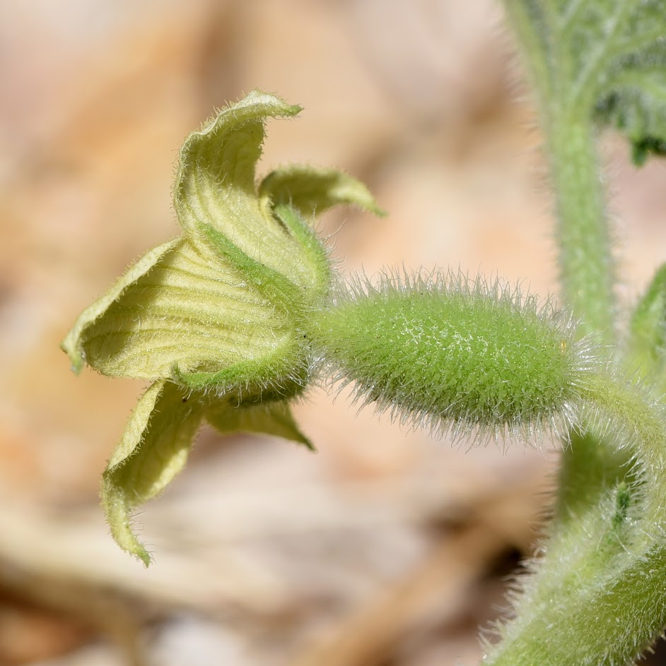 kelkblad (vrouwelijke bloem)