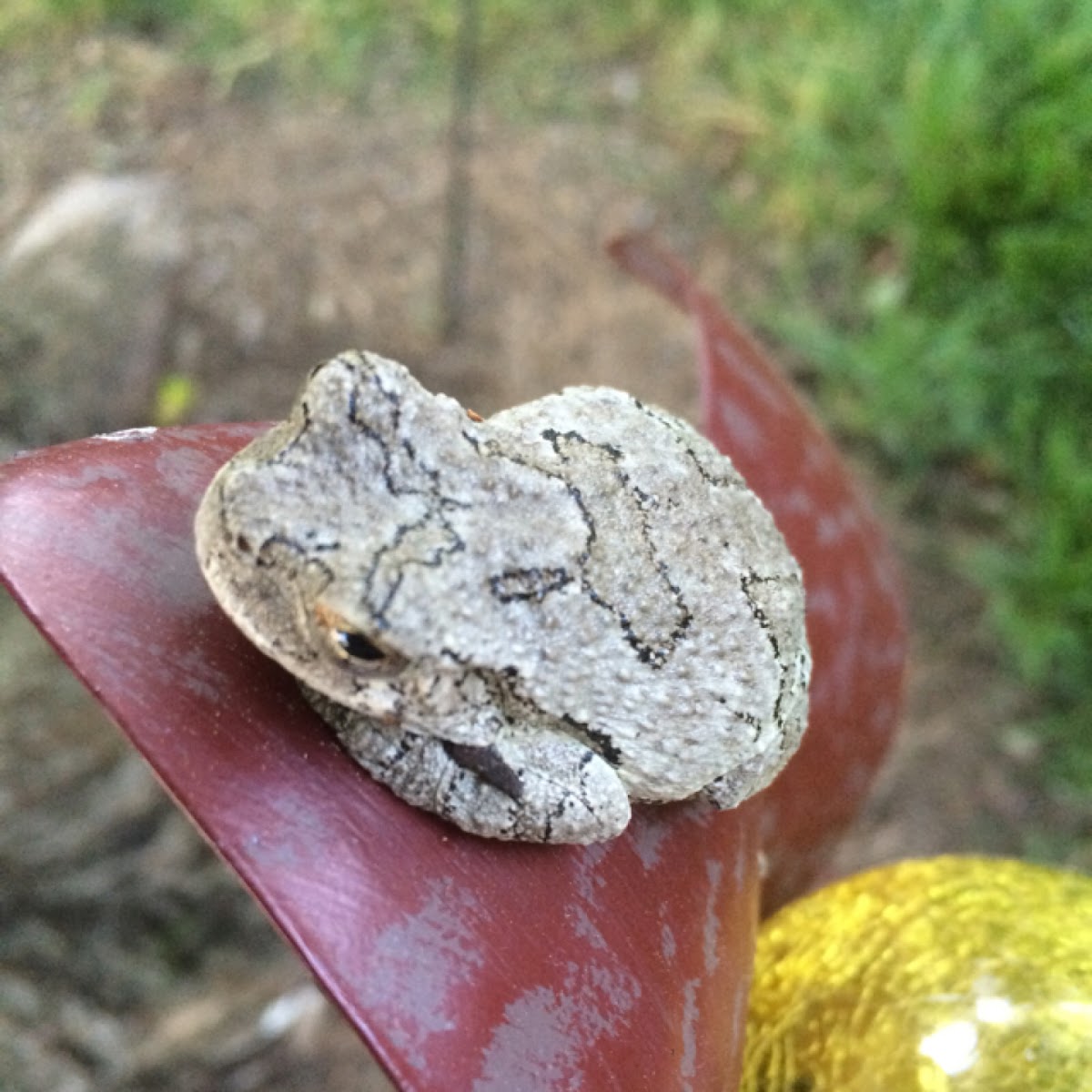 Cope's Grey Treefrog