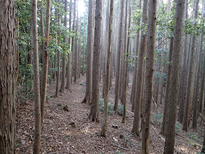 植林の作業道に