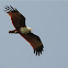 Brahminy Kite