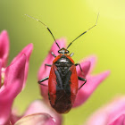 Plant Bug