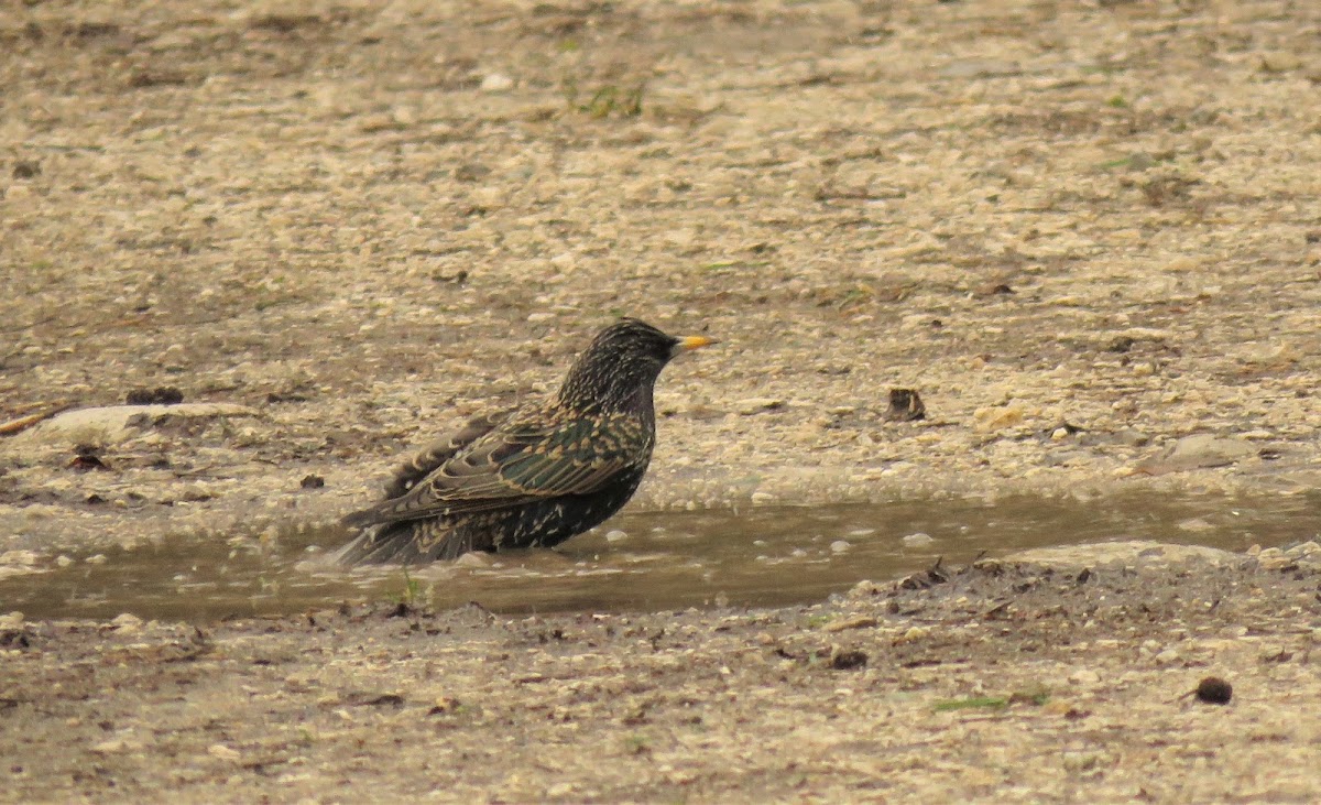 European Starling