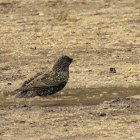 European Starling