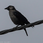 Jackdaw