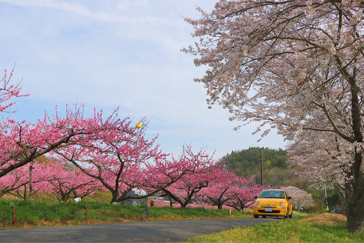 500のサクラと愛車・岡山・桃と愛車に関するカスタム事例の投稿画像1枚目