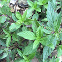 Wild mint