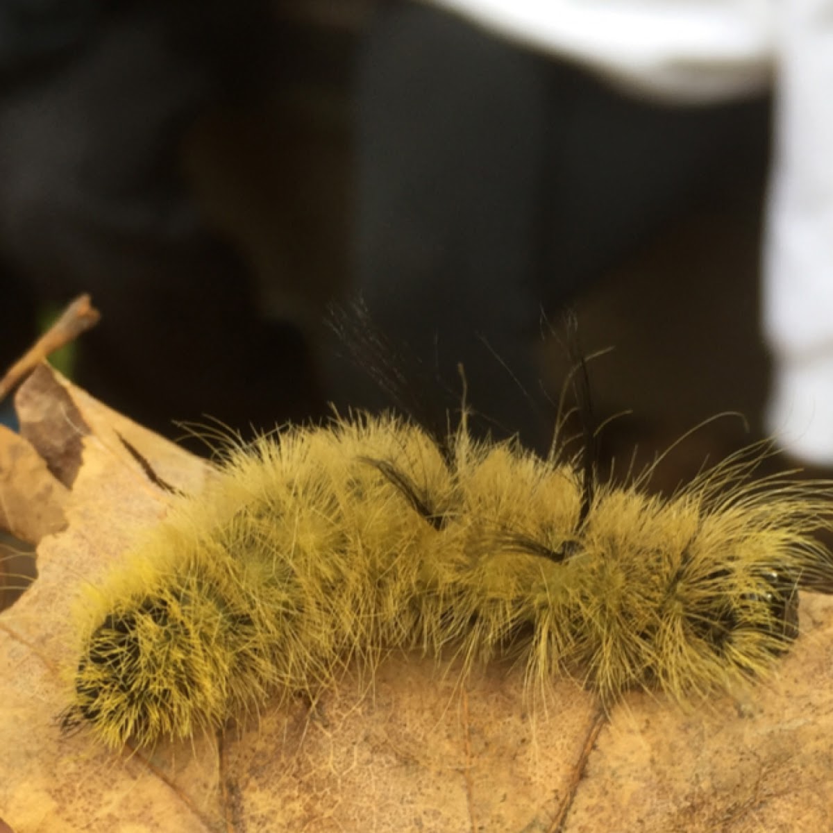 American dagger moth larvae