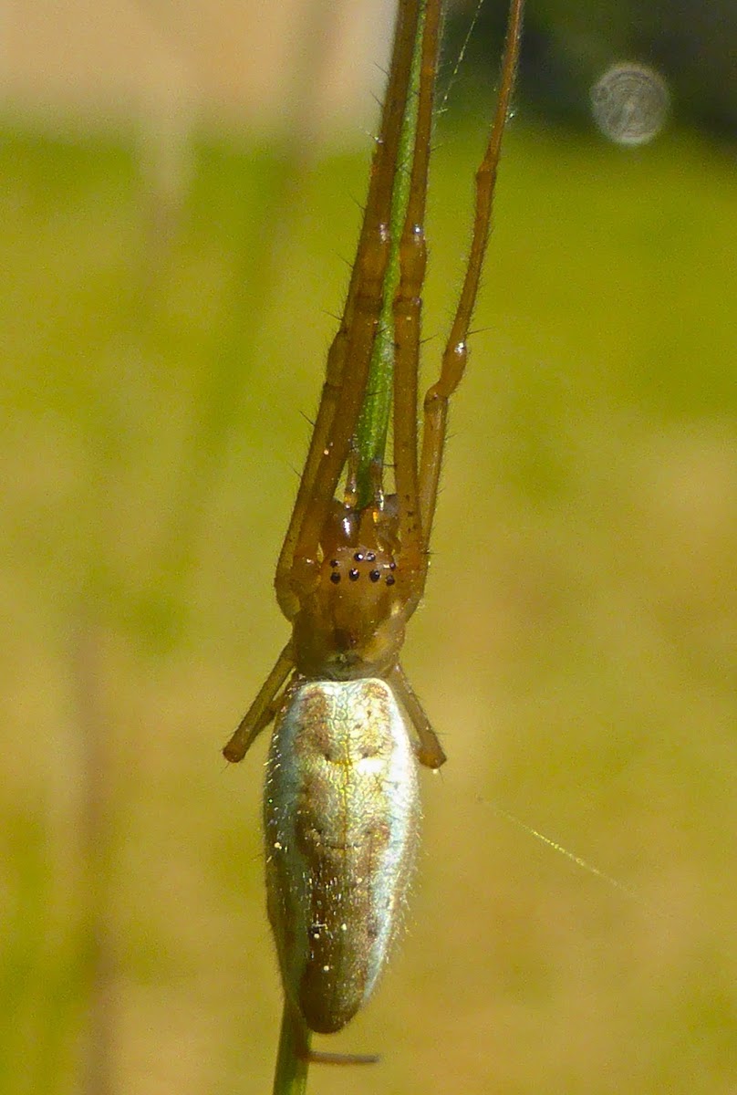 Longjawed Orbweaver