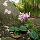 Alpine Cyclamen