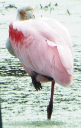 Roseate Spoonbill