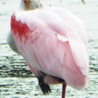 Roseate Spoonbill