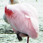 Roseate Spoonbill