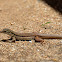 Texas spotted whiptail